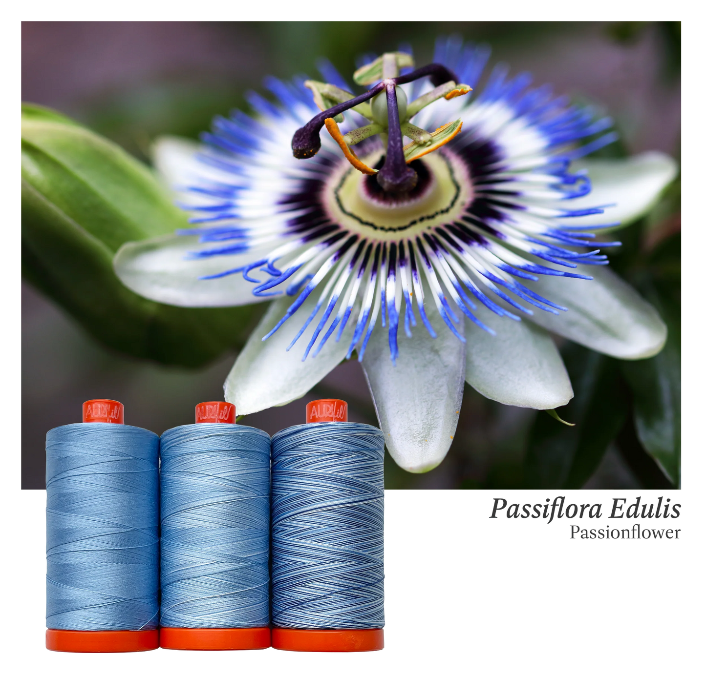Aurifil | Passionflower Colour Builder 3pc
