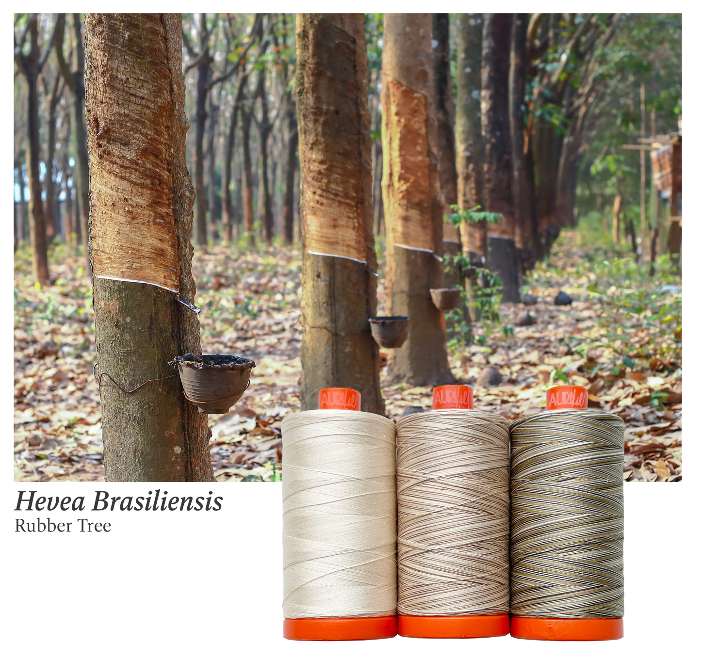 Aurifil | Rubber Tree Colour Builder 3pc