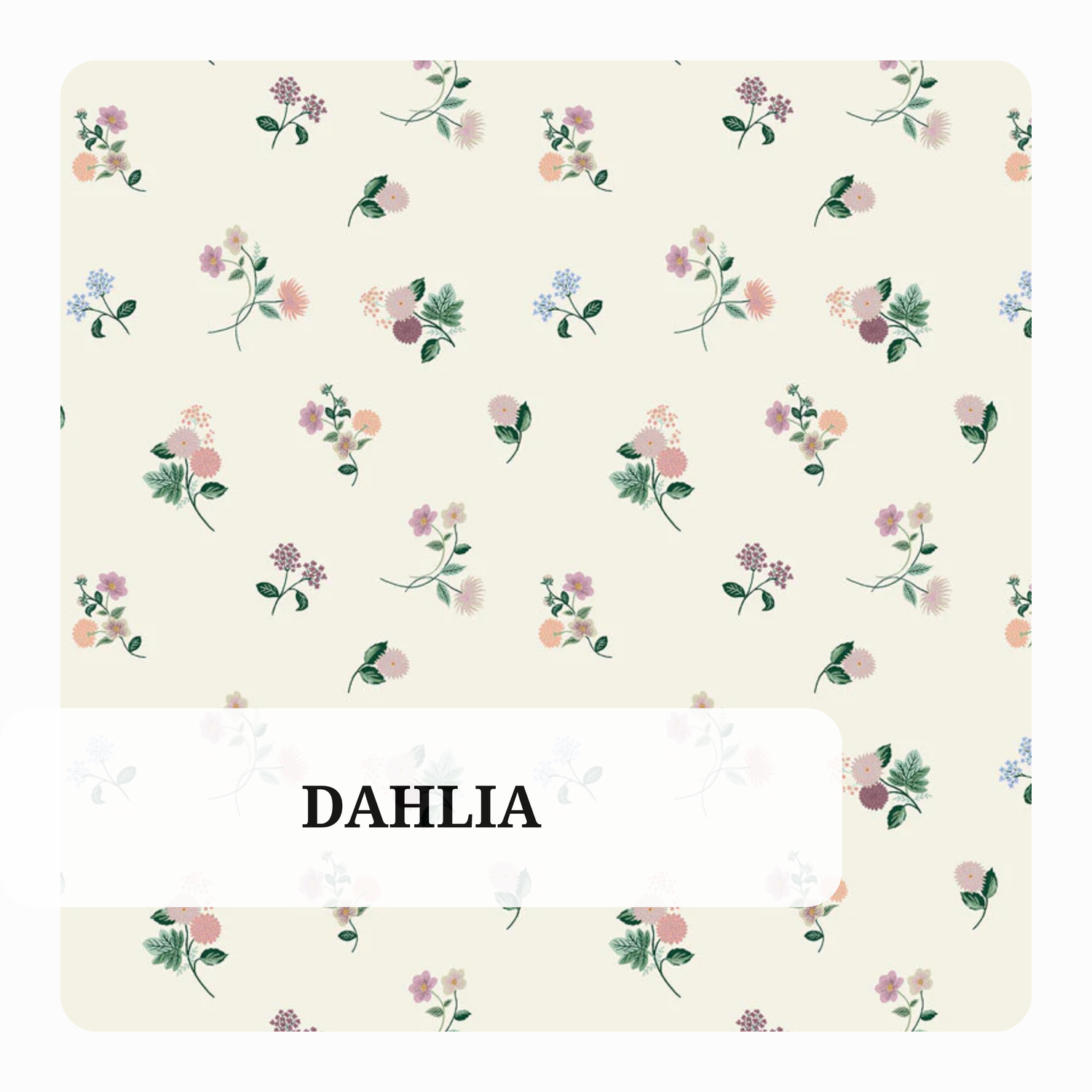 Dahlia