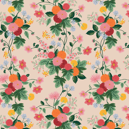 Dahlia | Dahlia in Blush